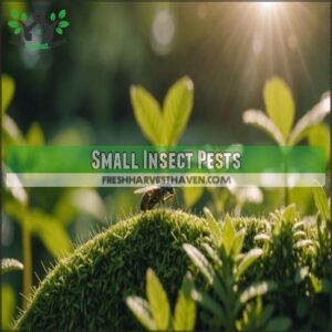 Small Insect Pests