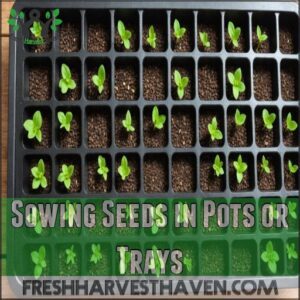 Sowing Seeds in Pots or Trays