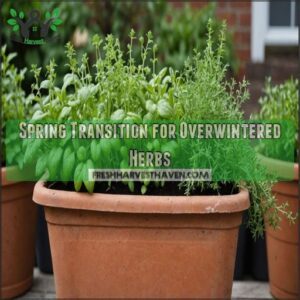 Spring Transition for Overwintered Herbs