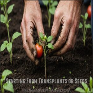 Starting From Transplants or Seeds