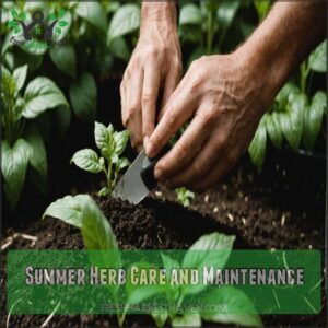 Summer Herb Care and Maintenance