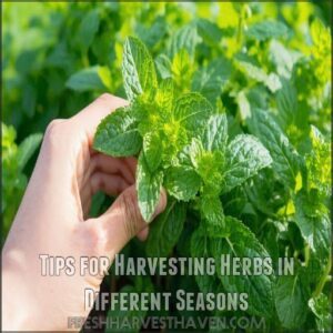 Tips for Harvesting Herbs in Different Seasons