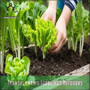 Transplanting Seedlings Outdoors