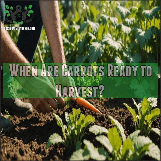 When Are Carrots Ready to Harvest