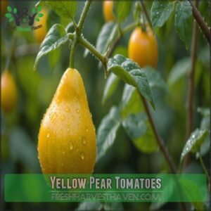 Yellow Pear Tomatoes