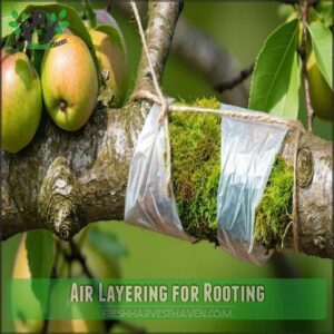 Air Layering for Rooting