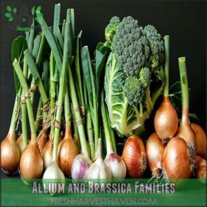 Allium and Brassica Families