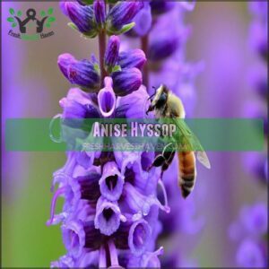 Anise Hyssop