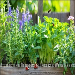 Attracting Beneficial Insects With Herbs