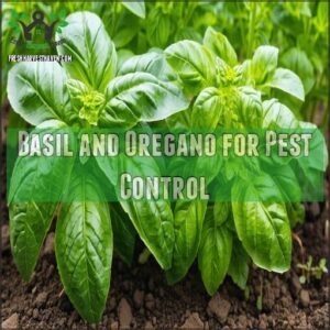 Basil and Oregano for Pest Control