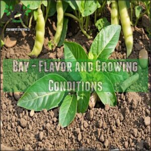 Bay - Flavor and Growing Conditions