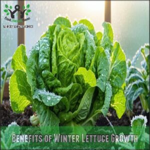 Benefits of Winter Lettuce Growth