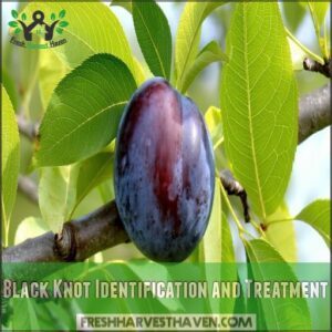 Black Knot Identification and Treatment