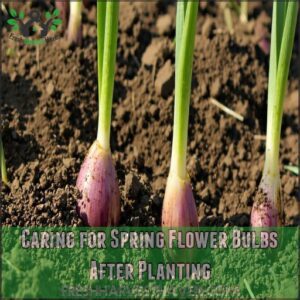 Caring for Spring Flower Bulbs After Planting