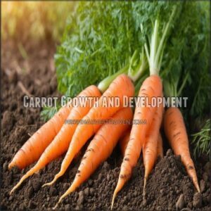 Carrot Growth and Development