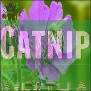 Catnip