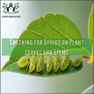 Checking for Aphids on Plant Leaves and Stems