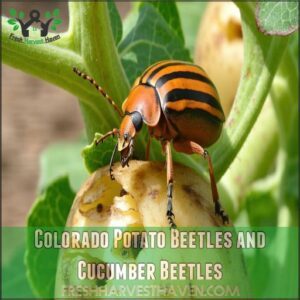 Colorado Potato Beetles and Cucumber Beetles