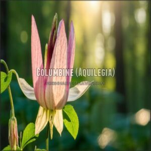 Columbine (Aquilegia)