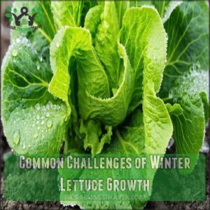 Common Challenges of Winter Lettuce Growth