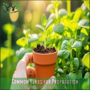 Common Herbs for Propagation