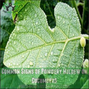 Common Signs of Powdery Mildew on Cucumbers