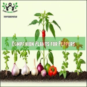 Companion Plants for Peppers