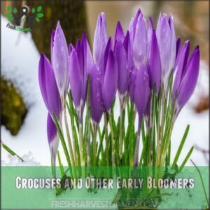 Crocuses and Other Early Bloomers