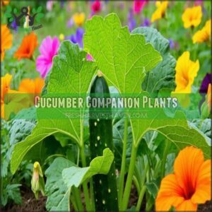 Cucumber Companion Plants