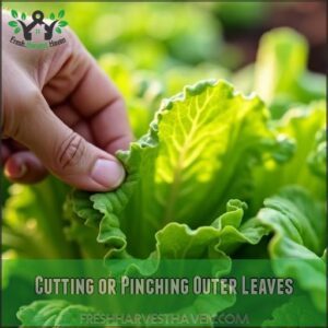 Cutting or Pinching Outer Leaves