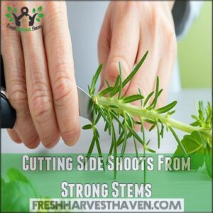 Cutting Side Shoots From Strong Stems