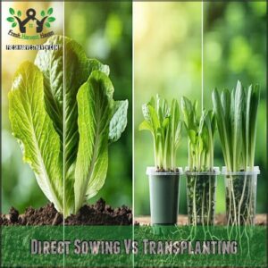 Direct Sowing Vs Transplanting