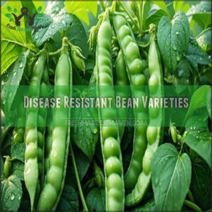 Disease Resistant Bean Varieties