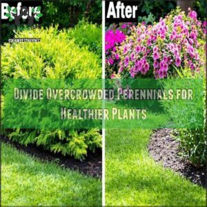 Divide Overcrowded Perennials for Healthier Plants