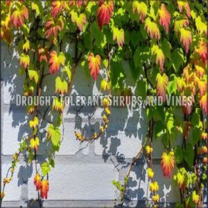 Drought Tolerant Shrubs and Vines