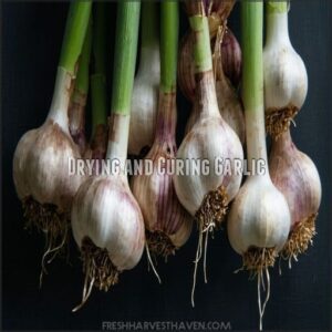 Drying and Curing Garlic