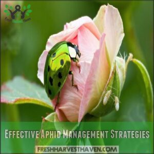 Effective Aphid Management Strategies