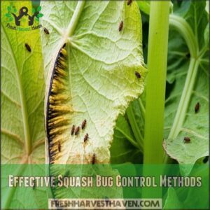 Effective Squash Bug Control Methods