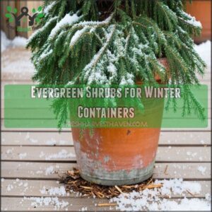 Evergreen Shrubs for Winter Containers