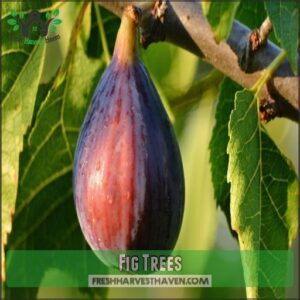 Fig Trees