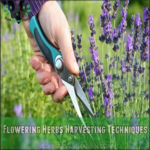 Flowering Herbs Harvesting Techniques