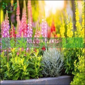 Full Sun Plants