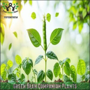 Green Bean Companion Plants