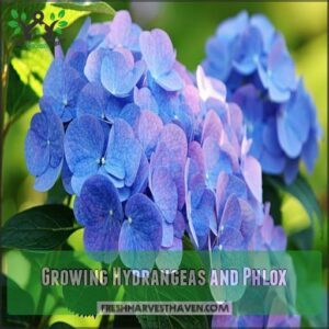 Growing Hydrangeas and Phlox