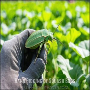 Hand Picking of Squash Bugs