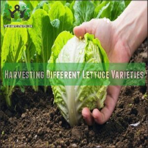 Harvesting Different Lettuce Varieties