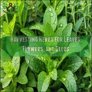 Harvesting Herbs for Leaves, Flowers, and Seeds