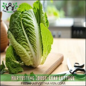 Harvesting Loose-Leaf Lettuce