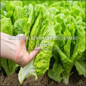 Harvesting Romaine and Butterhead Lettuce