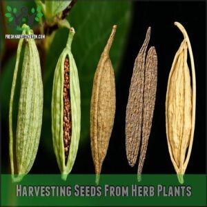 Harvesting Seeds From Herb Plants